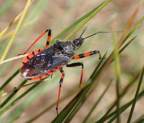Rhynocoris annulatus